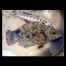 Cheilinus chlorourus (Bloch, 1791)