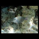 Acanthurus nigrofuscus (Forsskal, 1775)