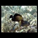 Zebrasoma rostratum (Gunther, 1875)