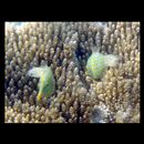 Oxymonacanthus longirostris (Bloch et Schneider, 1801)