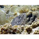 Gymnothorax pictus (Ahl, 1789)