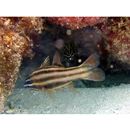 Ostorhinchus novemfasciatus (Cuvier, 1828)