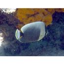 Chaetodon reticulatus Cuvier, 1831