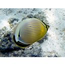 Chaetodon lunulatus Quoy et Gaimard, 1825