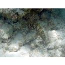 Epinephelus merra Bloch, 1793