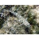 Istigobius goldmanni (Bleeker, 1852)