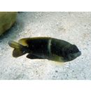 Chrysiptera biocellata (Quoy et Gaimard, 1825)