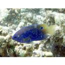 Pomacentrus vaiuli Jordan et Seale, 1906