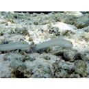 Valenciennea sexguttata (Valenciennes, 1837)