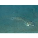 Oxyurichthys papuensis (Valenciennes, 1837)