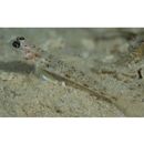 Vanderhorstia phaeostictus (Randall, Shao et Chen, 2007)