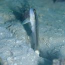 Myersina nigrivirgata Akihito et Meguro, 1983