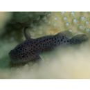 Caracanthus maculatus (Gray, 1831)