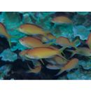 Pseudanthias dispar (Herre, 1955)