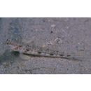 Vanderhorstia phaeostictus (Randall, Shao et Chen, 2007)