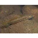 Stiphodon percnopterygionus Watson et Chen, 1998