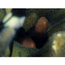 Paragobiodon echinocephalus (Ruppell, 1830)