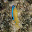 Chrysiptera brownriggii (Bennett, 1828)