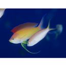 Pseudanthias dispar (Herre, 1955)