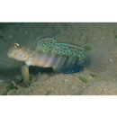 Cryptocentrus melanopus (Bleeker, 1860)