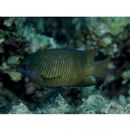 Plectroglyphidodon lacrymatus (Quoy et Gaimard, 1825)