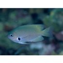 Pomacentrus alexanderae Evermann et Seale, 1907