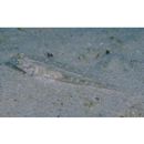 Oplopomops sp. 2 of Suzuki and Shibukawa, 2004