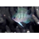 Amblyglyphidodon curacao (Bloch, 1787)