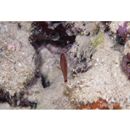 Trimma yoshinoi Suzuki, Yano et Senou, 2015