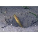 Myersina nigrivirgata Akihito et Meguro, 1983