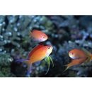 Pseudanthias dispar (Herre, 1955)