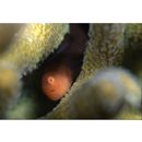 Paragobiodon echinocephalus (Ruppell, 1830)