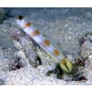 Amblyeleotris yanoi Aonuma et Yoshino, 1996