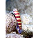 Amblyeleotris wheeleri (Polunin et Lubbock, 1977)