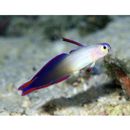 Nemateleotris decora Randall et Allen, 1973