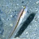 Myersina nigrivirgata Akihito et Meguro, 1983