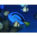 Paracanthurus hepatus (Linnaeus, 1766)