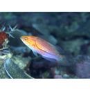 Cirrhilabrus isosceles Tea, Senou et Greene, 2016