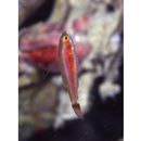 Trimma yoshinoi Suzuki, Yano et Senou, 2015