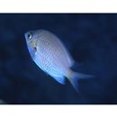 Chromis alpha Randall, 1987