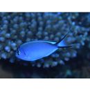 Genicanthus watanabei (Yasuda et Tominaga, 1970)