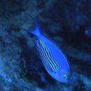 Genicanthus watanabei (Yasuda et Tominaga, 1970)