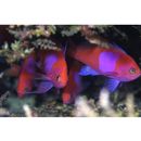 Pseudanthias pleurotaenia (Bleeker, 1857)