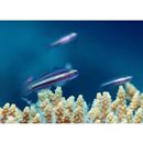 Eviota bifasciata Lachner et Karnella, 1980