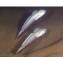 Oxymetopon compressus Chan, 1966