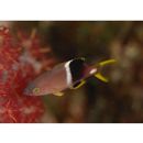 Bodianus perditio (Quoy et Gaimard, 1834)