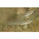 Gobiidae, indeterminate genus et species