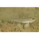 Gobiidae, indeterminate genus et species