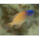 Chrysiptera rex (Snyder, 1909)