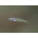 Pseudocoris yamashiroi (Schmidt, 1931)